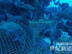 成功投苗!明陽(yáng)“明漁一號(hào)”第三季養(yǎng)殖示范正式開(kāi)啟